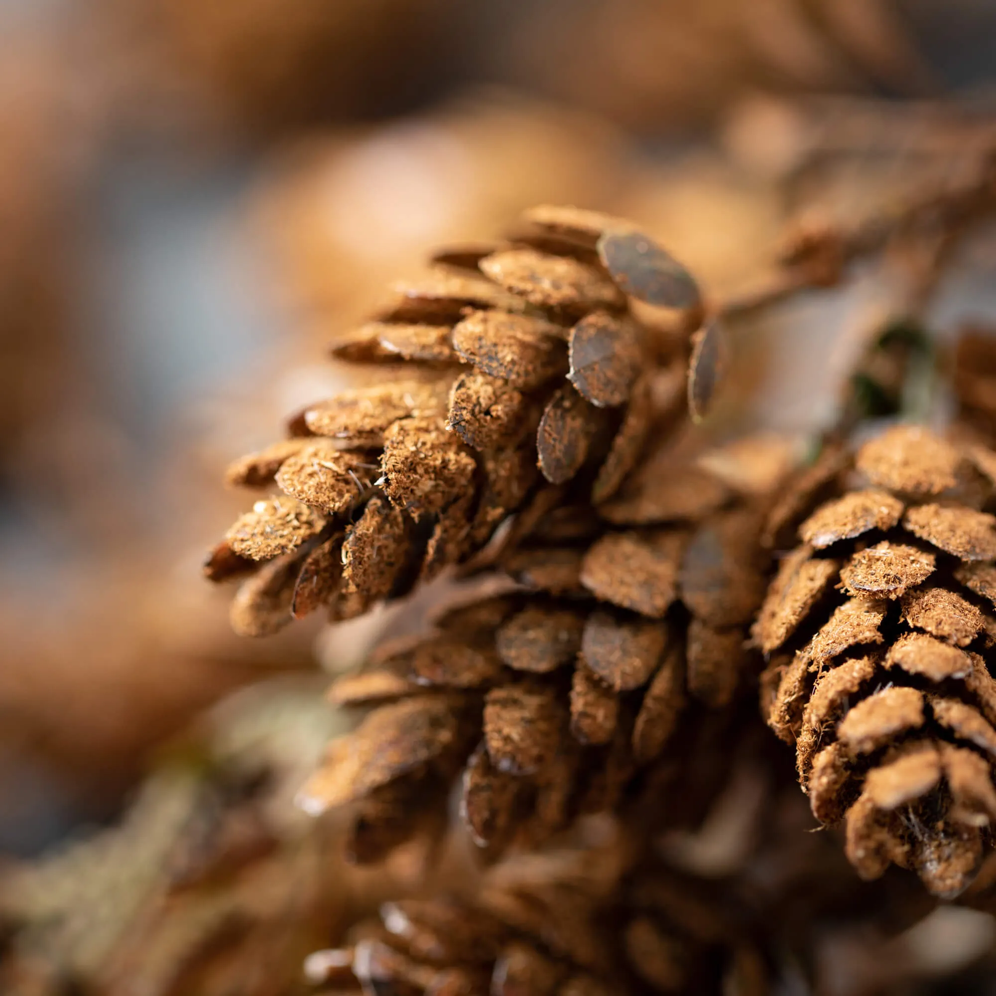 Brown Draped Pine Cone Spray