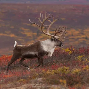 Caribou (Reindeer)