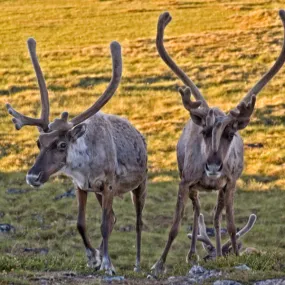 ensure Arctic caribou thrive