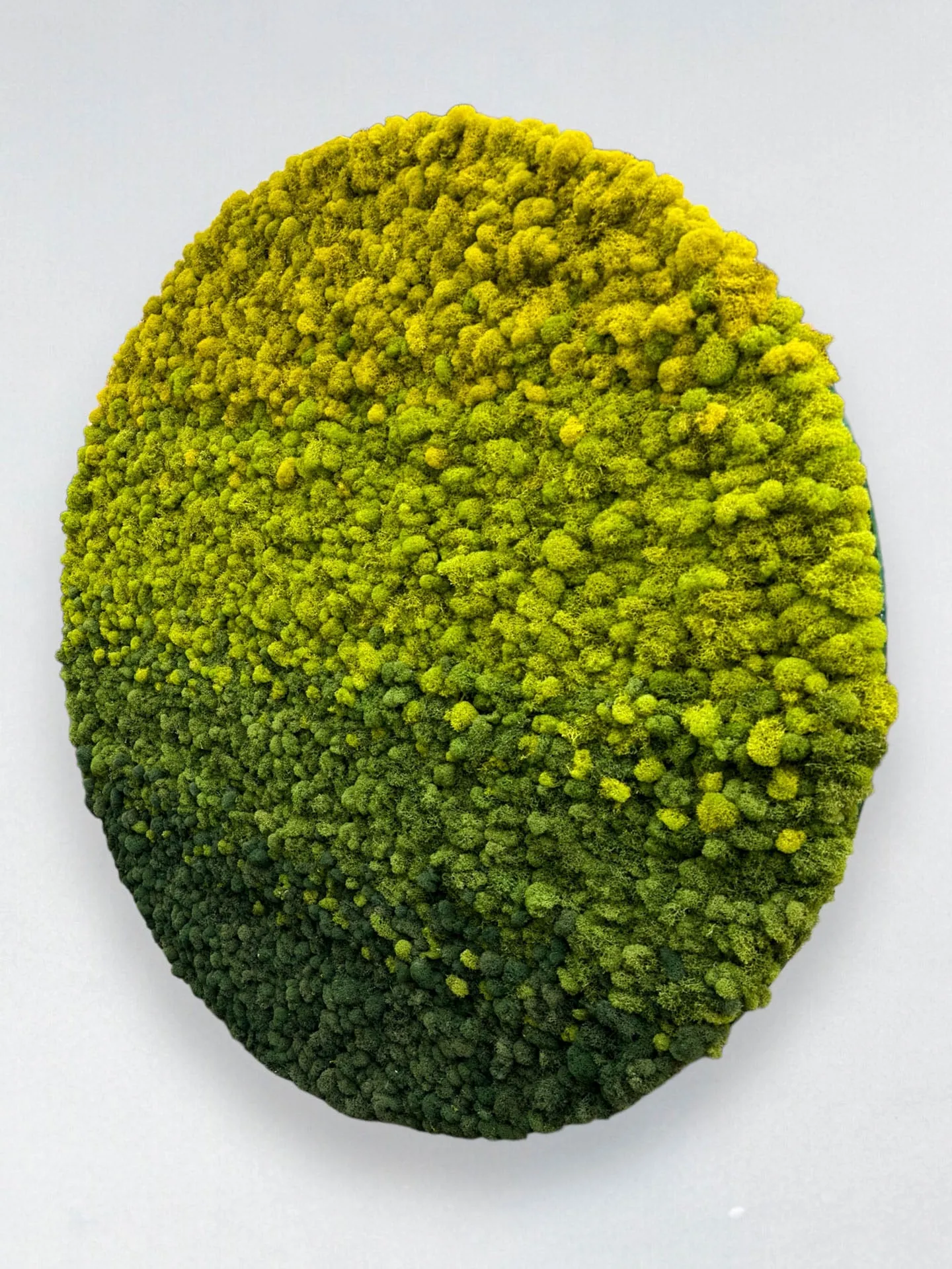 Ombre Circular Hanging Moss Wall Art