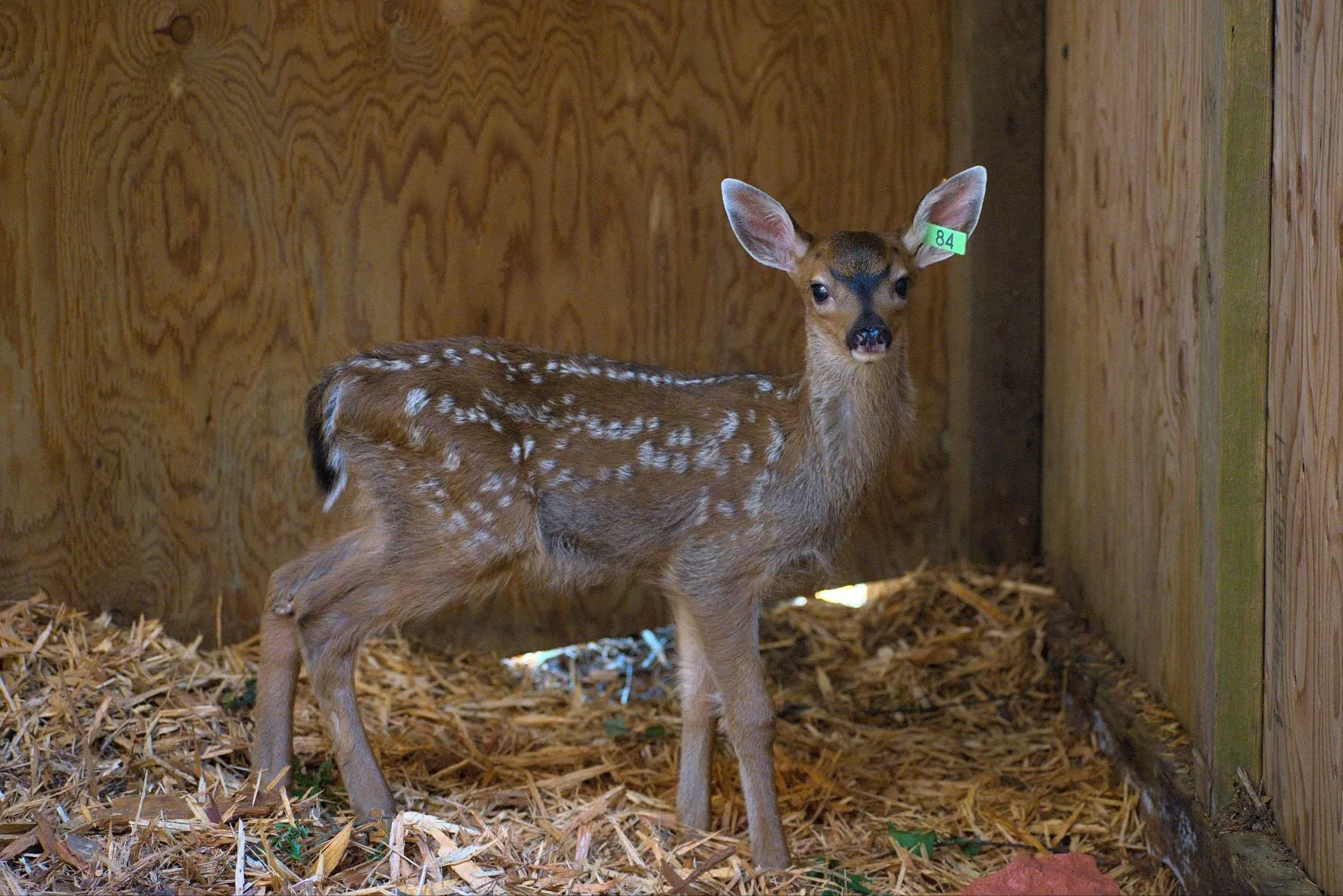 One week of care for a deer fawn