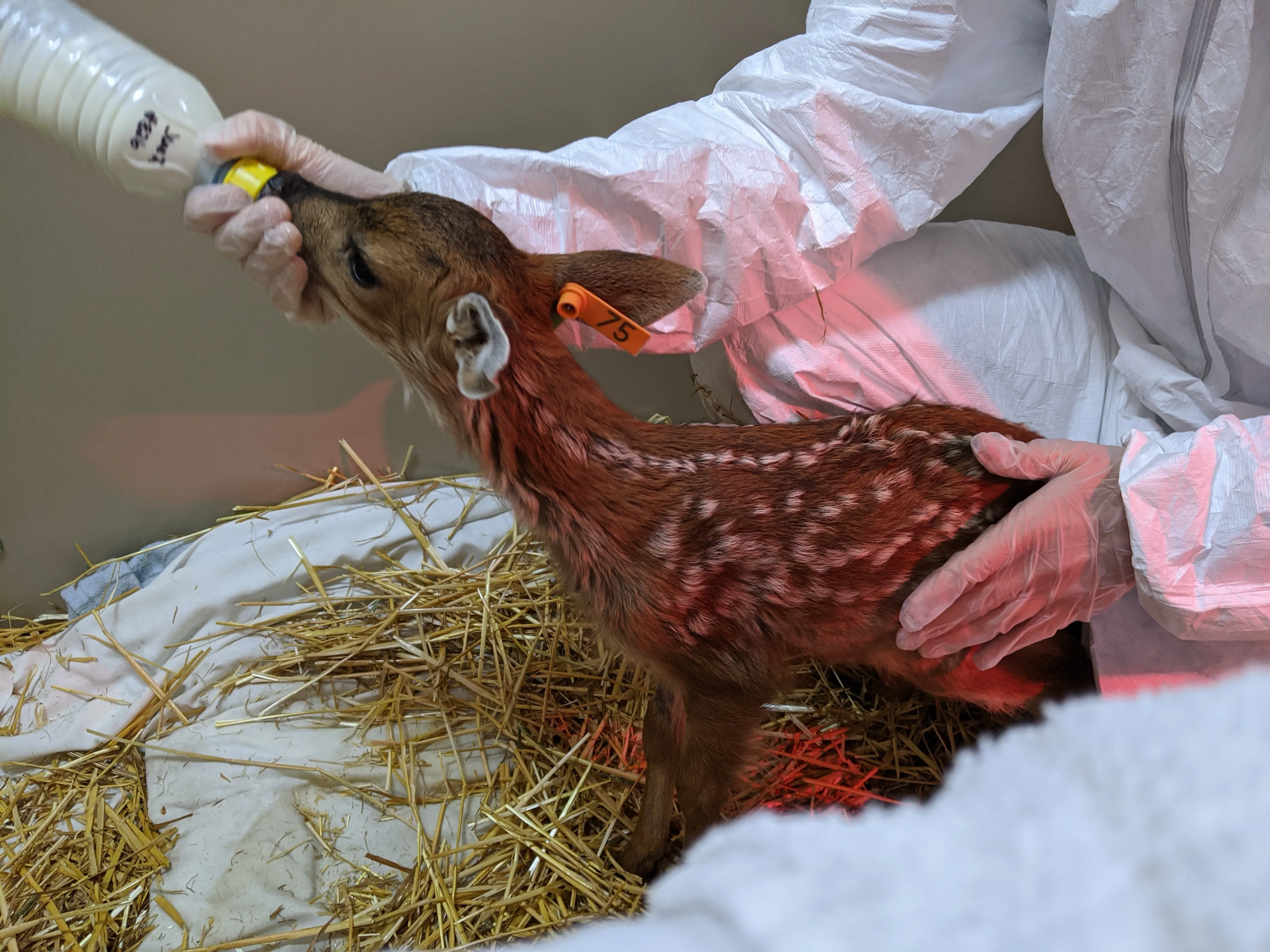 One week of care for a deer fawn