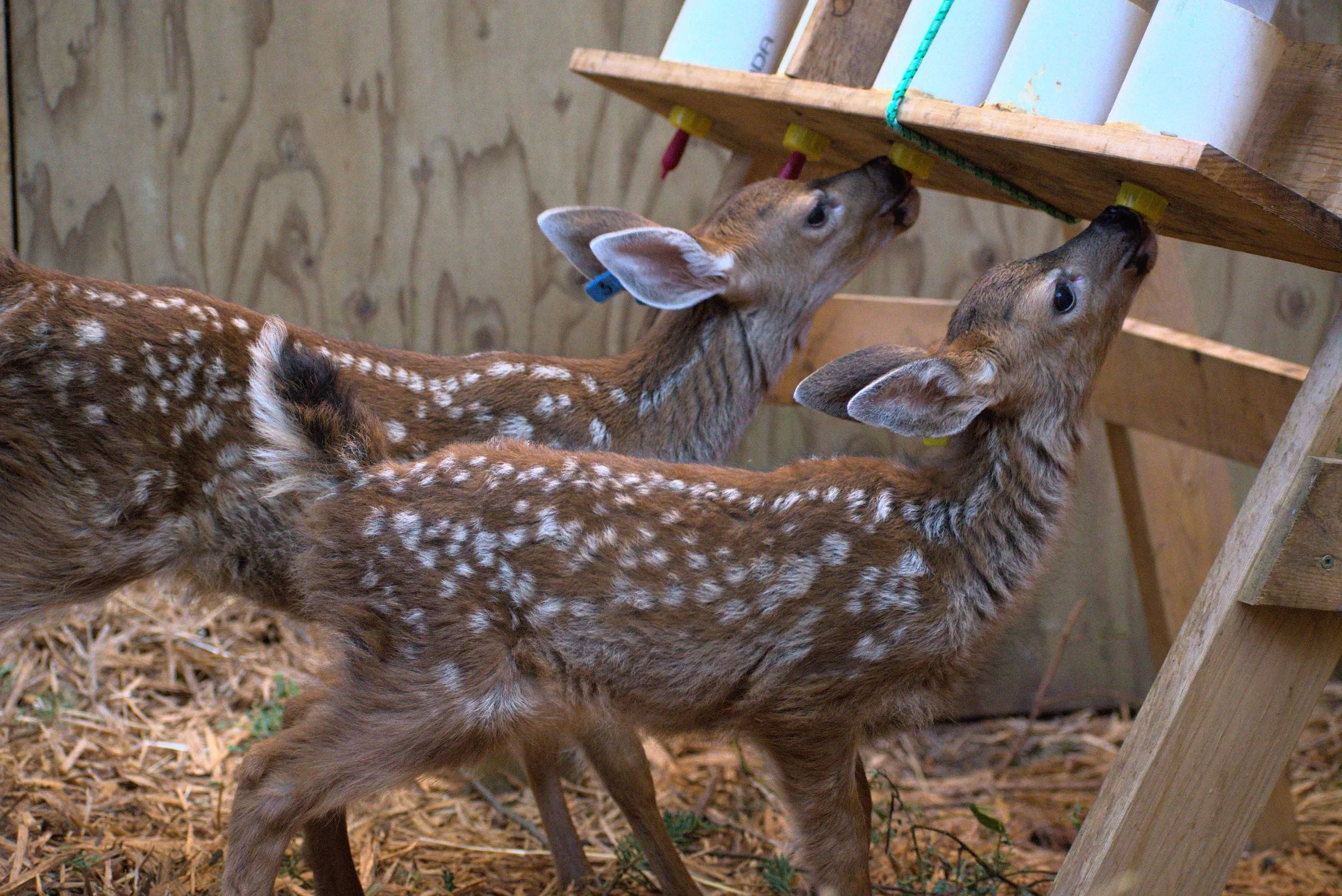 One week of care for a deer fawn