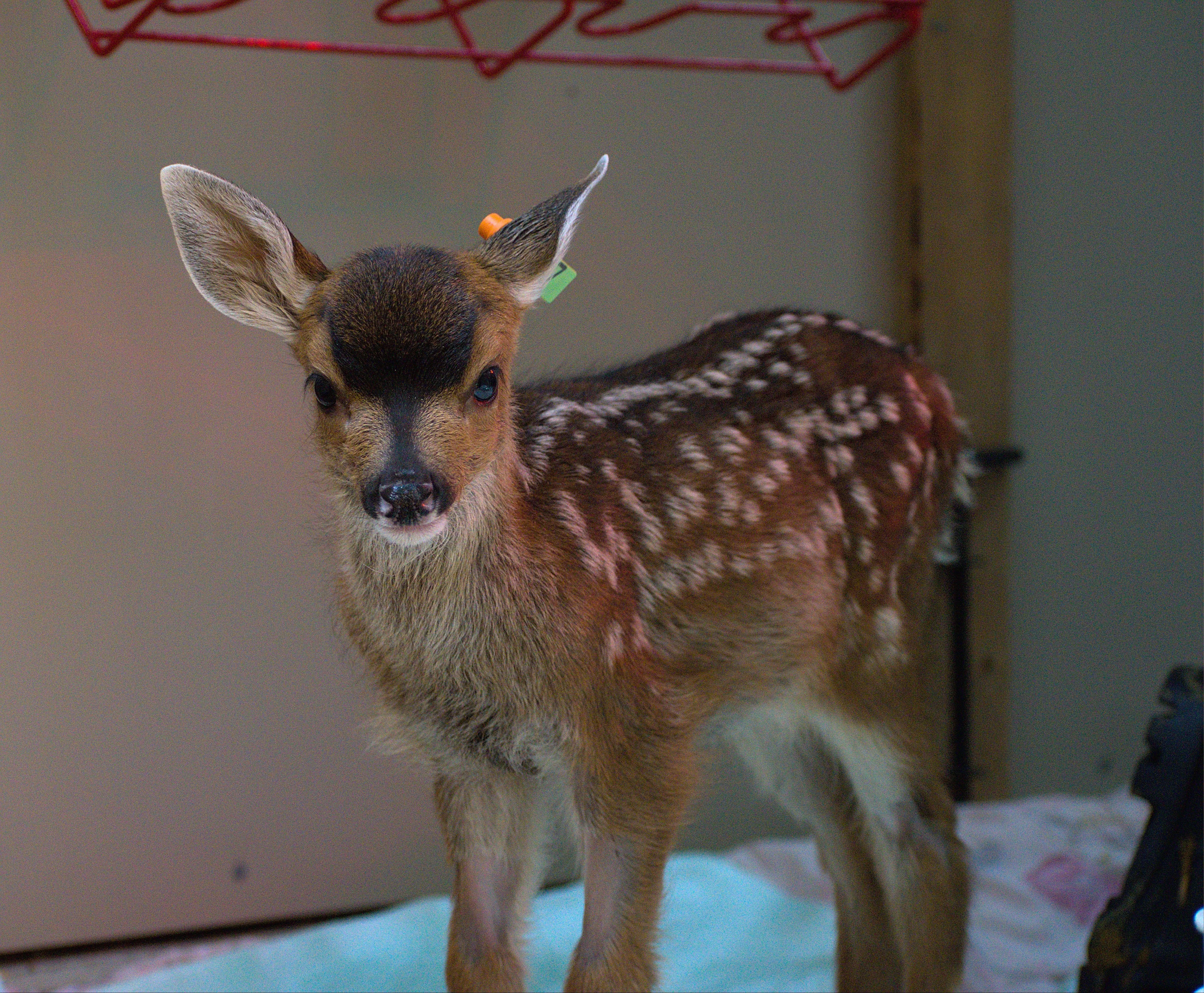 One week of care for a deer fawn